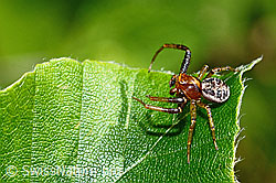 Xysticus audax (Krabbenspinne) (C193035) Xysticus audax (Krabbenspinne) (C193035)