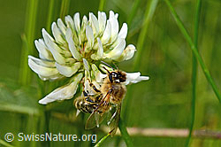 Westliche Honigbiene (Apis mellifera) auf Schwarzdorn (Prunus spinosa)