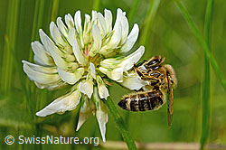 Honigbiene (Apis mellifera) auf Kriechendem Klee (Trifolium repens) (C193054) Honigbiene (Apis mellifera) auf Kriechendem Klee (Trifolium repens) (C193054)