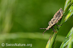 Aradus conspicuus (Rindenwanze) (12.06.2021, C193055)