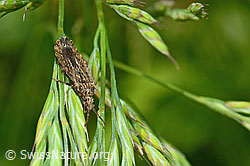 Photo: Aradus conspicuus