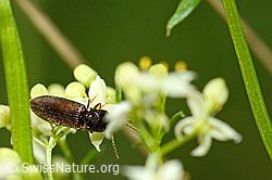 Photo: Athous vittatus