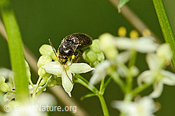 Photo: Athous vittatus