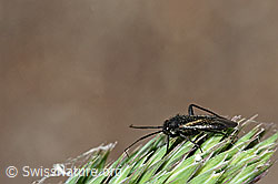 Orthocephalus coriaceus (Wanze) (12.06.2021, C193093)