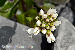 Bach-Gänsekresse (Arabis subcoriacea) (C193224) Bach-Gänsekresse (Arabis subcoriacea) (C193224)