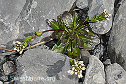 Bach-Gänsekresse (Arabis subcoriacea) (C193232) Bach-Gänsekresse (Arabis subcoriacea) (C193232)
