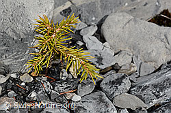 Tännchen (Picea abies) (C193289)