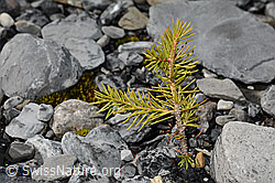 Gewöhnliche Fichte (Picea abies) (C193291) Gewöhnliche Fichte (Picea abies) (C193291)