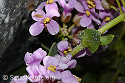 Kriechendes Täschelkraut (Thlaspi rotundifolium) (C193301)