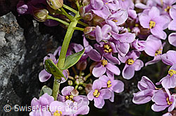 Kriechendes Täschelkraut (Thlaspi rotundifolium) (C193302)