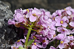 Kriechendes Täschelkraut (Thlaspi rotundifolium) (C193304)