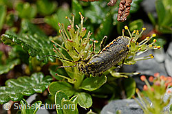 Cantharis pagana (Weichkäfer)
