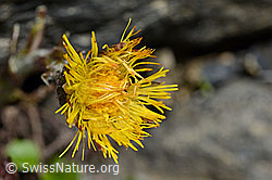 Tussilago farfara (C193354)