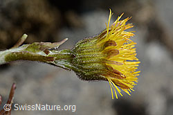 Tussilago farfara (C193358)