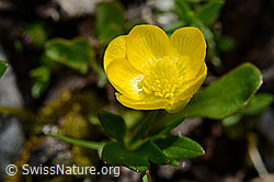Berg-Hahnenfuss (Ranunculus montanus) (C193362)