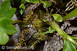 Berg-Hahnenfuss (Ranunculus montanus) (C193366)