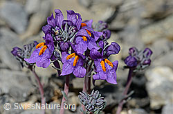 Linaria alpina (C193389)