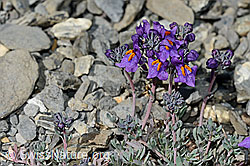 Linaria alpina (C193391)