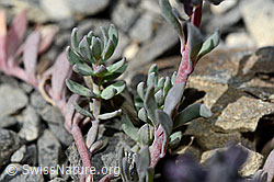 Linaria alpina (C193392)