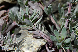 Linaria alpina (C193394)