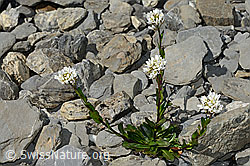 Bach-Gänsekresse (Arabis subcoriacea) (C193425) Bach-Gänsekresse (Arabis subcoriacea) (C193425)