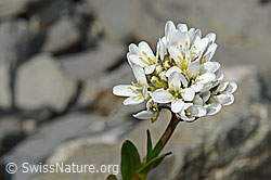 Bach-Gänsekresse (Arabis subcoriacea) (C193426) Bach-Gänsekresse (Arabis subcoriacea) (C193426)