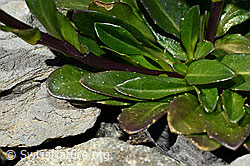 Bach-Gänsekresse (Arabis subcoriacea) (C193427) Bach-Gänsekresse (Arabis subcoriacea) (C193427)
