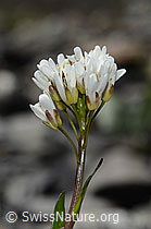 Bach-Gänsekresse (Arabis subcoriacea) (C193431) Bach-Gänsekresse (Arabis subcoriacea) (C193431)