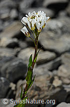 Bach-Gänsekresse (Arabis subcoriacea) (C193432) Bach-Gänsekresse (Arabis subcoriacea) (C193432)