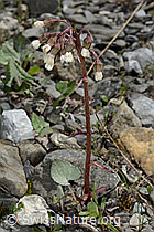Petasites paradoxus (C193434)