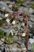 Petasites paradoxus (C193435)