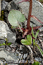 Petasites paradoxus (C193436)