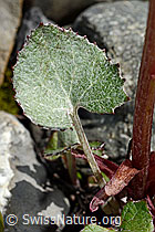 Petasites paradoxus (C193437)