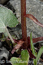 Petasites paradoxus (C193438)