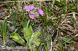 Mehl-Primel (Primula farinosa) (C193459) Mehl-Primel (Primula farinosa) (C193459)
