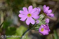 Mehl-Primel (Primula farinosa) (C193460) Mehl-Primel (Primula farinosa) (C193460)