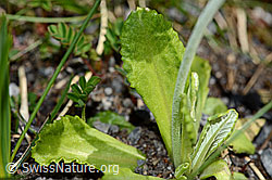Mehl-Primel (Primula farinosa) (C193461) Mehl-Primel (Primula farinosa) (C193461)