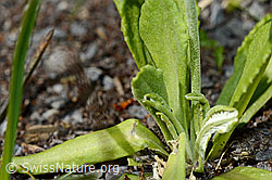 Mehl-Primel (Primula farinosa) (C193465) Mehl-Primel (Primula farinosa) (C193465)