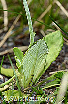 Mehl-Primel (Primula farinosa) (C193468) Mehl-Primel (Primula farinosa) (C193468)