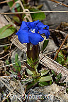 Frühlings-Enzian (Gentiana verna) (C193525) Frühlings-Enzian (Gentiana verna) (C193525)