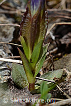 Frühlings-Enzian (Gentiana verna) (C193529) Frühlings-Enzian (Gentiana verna) (C193529)