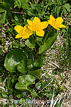 Sumpf-Dotterblume (Caltha palustris) (C193551) Sumpf-Dotterblume (Caltha palustris) (C193551)