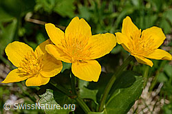 Sumpf-Dotterblume (Caltha palustris) (06.2021, C193552)