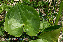 Sumpf-Dotterblume (Caltha palustris) (C193553) Sumpf-Dotterblume (Caltha palustris) (C193553)