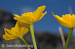 Sumpf-Dotterblume (Caltha palustris) (C193565) Sumpf-Dotterblume (Caltha palustris) (C193565)