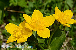 Sumpf-Dotterblume (Caltha palustris) (C193569) Sumpf-Dotterblume (Caltha palustris) (C193569)