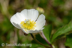 Eisenhutblättriger Hahnenfuss (Ranunculus aconitifolius) (C193572) Eisenhutblättriger Hahnenfuss (Ranunculus aconitifolius) (C193572)