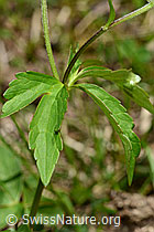 Eisenhutblättriger Hahnenfuss (Ranunculus aconitifolius) (C193578) Eisenhutblättriger Hahnenfuss (Ranunculus aconitifolius) (C193578)