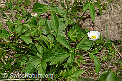 Eisenhutblättriger Hahnenfuss (Ranunculus aconitifolius) (C193584) Eisenhutblättriger Hahnenfuss (Ranunculus aconitifolius) (C193584)