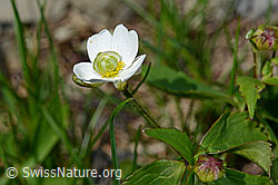 Eisenhutblättriger Hahnenfuss (Ranunculus aconitifolius) (C193585) Eisenhutblättriger Hahnenfuss (Ranunculus aconitifolius) (C193585)